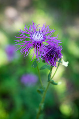 Cornflower centaurea beautiful flower at nature