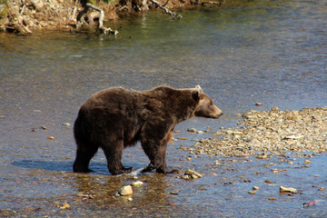 Grizzlybär-Alaska
