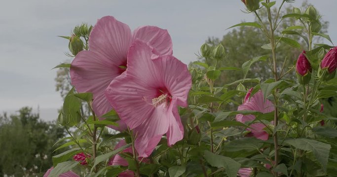 (Hibiscus moscheutos) Der Sumpfeibisch oder Roseneibisch. Riesige hellrosa bl&uuml;ten nur einen Tag lang