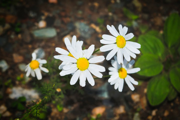 Chamomile flowers. camomile, daisy wheel, daisy chain, chamomel. An aromatic European plant, with white and yellow daisy like flowers.