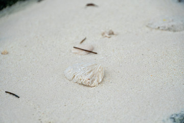 Koralle am Strand