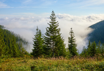 Firtrees on glade in mountains above haze and white clouds. Morning sunrise in Ukrainian carpathians. Blue sky and fresh air among picturesque nature panorama.