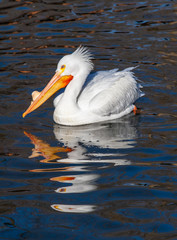 American White Pelican