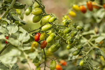 Tomates qui poussent dans un magnifique jardin