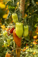 Tomates qui poussent dans un magnifique jardin