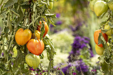 Tomates qui poussent dans un magnifique jardin