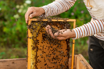 Closeup of hands beekeeper holding a honeycomb full of bees. The bees wrapped around the beekeeper's hand