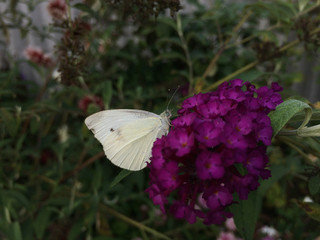 Butterfly cabbage in the wild