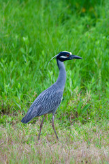 Yellow Crowned Night Heron