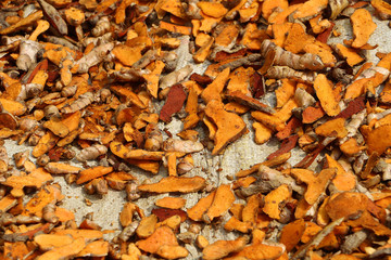 Freshly cured and dried turmeric in Nepal