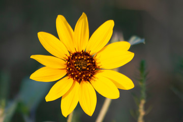 Yellow Wildflower Black Eyed Susan in the summer