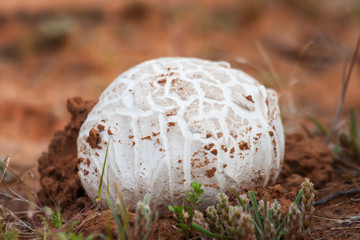 Desert White Mushroom