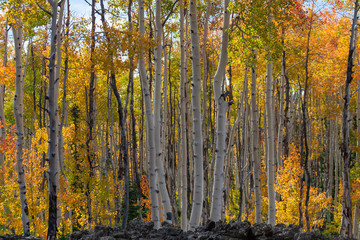 Duck Creek Utah Autumn Aspen trees