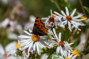 Eastern Comma butterfly on a white daisy