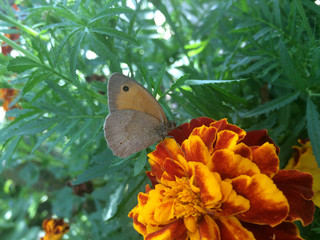 Obraz premium Coenonympha butterfly sits on a yellow Rudbeckia flower