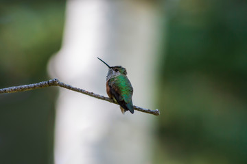 Green Hummingbird