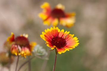 Indian Blanket Wildflowers