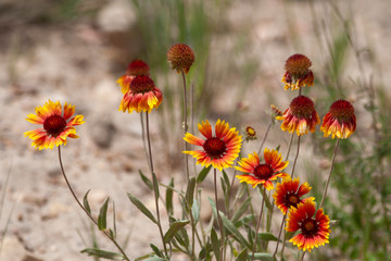 Indian Blanket Wildflowers