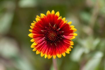 Indian Blanket Wildflower