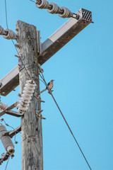 Obraz premium Bird on a telephone line
