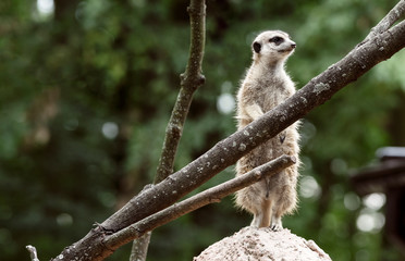 Meerkat standing on watch on the pile of ground