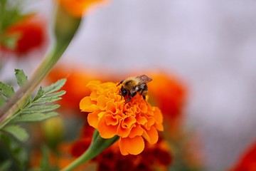 Kwiat pszczoła