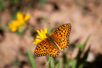 Orange Black Butterfly