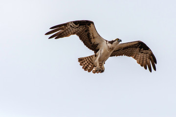 Fototapeta premium Flying Osprey on a white cloudy summer day