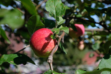 Ripe apples hang on the branches. Red apple
