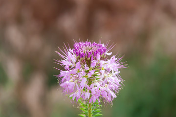 Pink Desert Wildflower