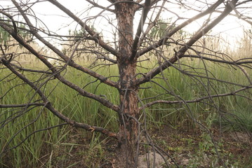 A Fragment Of Dry Charred Wood After A Forest Fire. Burnt Tree