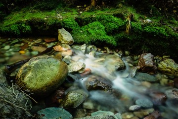 stream in forest