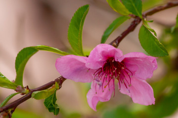 Pink Peach Blossom