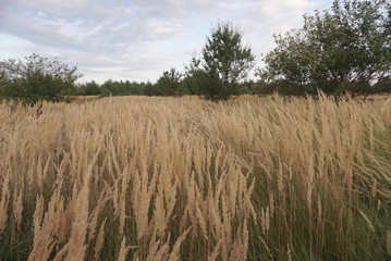 dry grass seeds on the meadow