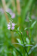 Purple Wildflowers