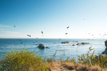 Pismo Beach Cliffs and Flock of Birds. Horizon Over the Ocean. California Coastline