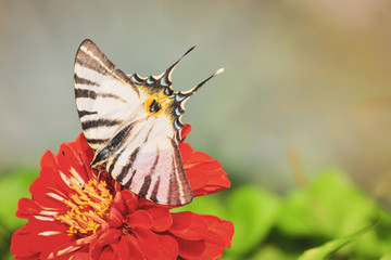 Big and beautiful butterfly on a red flower in the garden with copy space