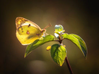 Yellow Butterfly Macro