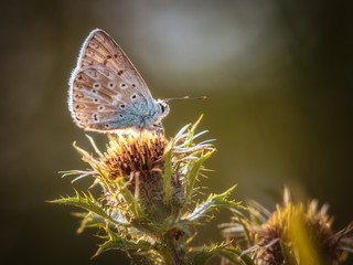 Blue Butterfly Macro