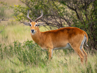 Impala in Queen Elizabeth National Park, Uganda