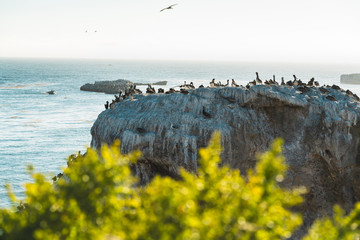 Brown Pelican. Great at Colony of Pelicans on a Cliff Top. Large Group of Animals, Horizon Over the Sea