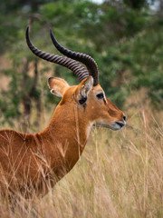 Impala in Queen Elizabeth National Park, Uganda