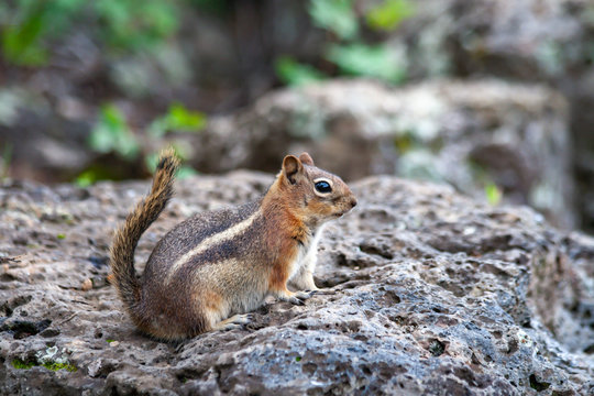 Striped tail chipmunk on a black lava rock