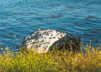 Rock in the Ocean and Flock of Cormorants. Large Group of Animals, Animal Behavior, Pacific Ocean, California