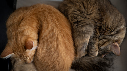 domestic cats sleep on a folding chair and warm each other