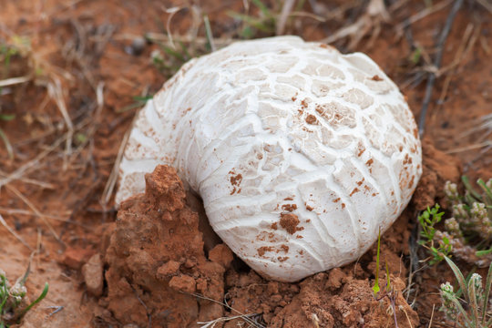 Desert White Puffball Mushroom growing in red sandstone