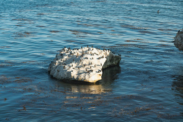 Rock in the Ocean and Flock of Cormorants. Large Group of Animals, Animal Behavior, Pacific Ocean, California