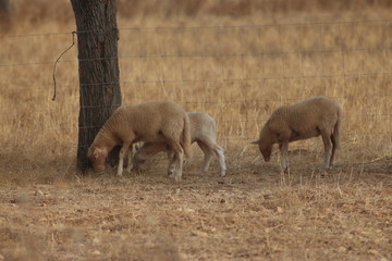 Fototapeta premium Travel in Mallorca
