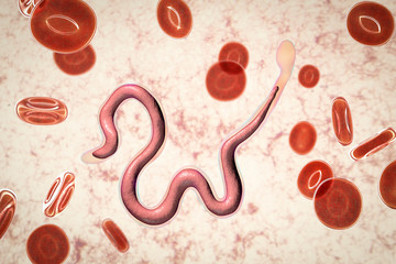 Fototapeta premium Brugia malayi in blood, a roundworm nematode, one of the causative agents of lymphatic filariasis, 3D illustration