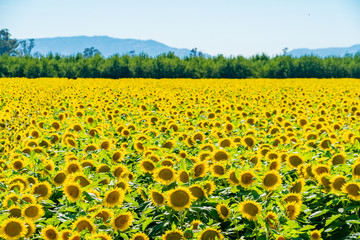 Obraz premium Sunflowers